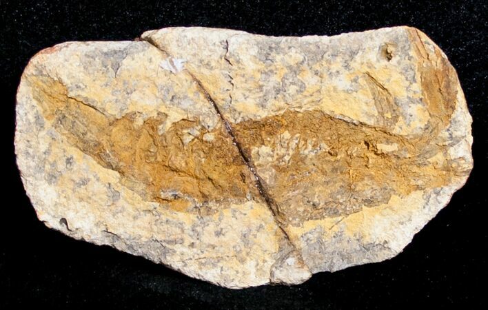 Triassic Fossil Shrimp From Madagascar #8649